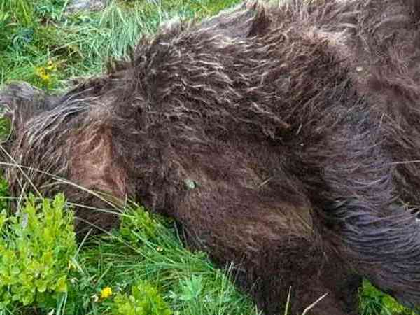 Un ours brun abattu en Ariège