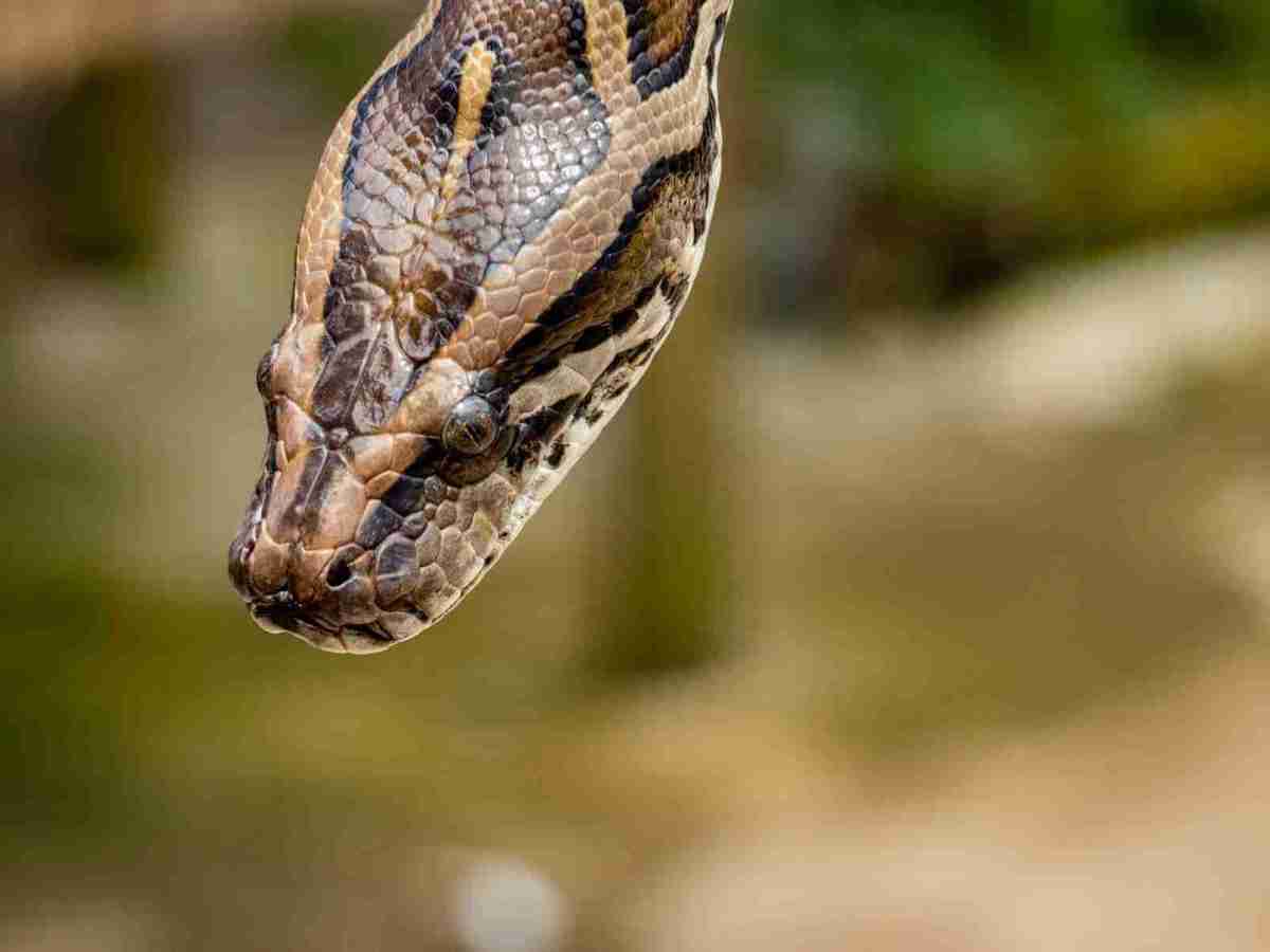 Un python royal en liberté à Rennes